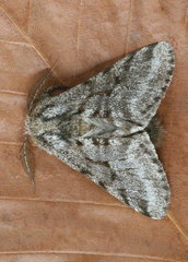 Lycia ursaria