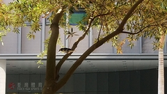 Gracupica nigricollis