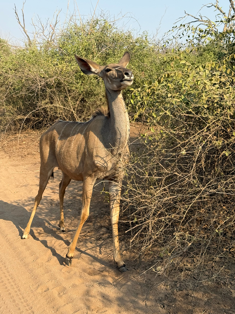Tragelaphus strepsiceros, Chobe, BW, by brentwoodmarsha