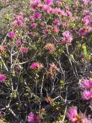 Melaleuca seriata