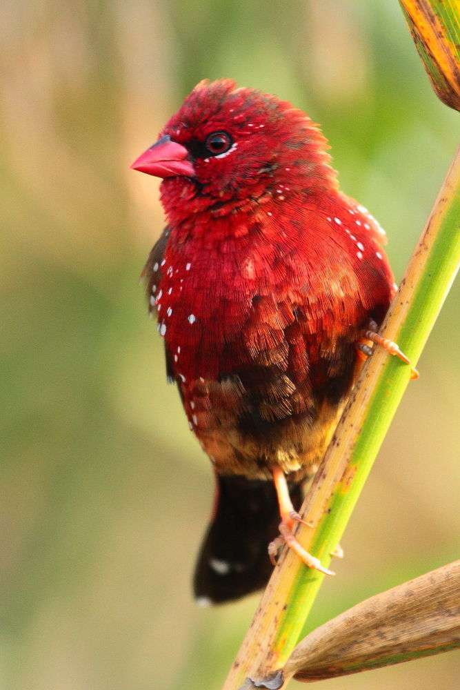 Red Avadavat
