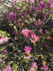 Melaleuca seriata