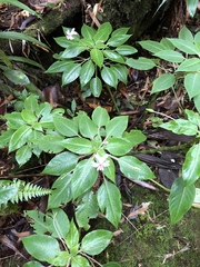 Impatiens kinabaluensis