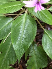 Impatiens kinabaluensis
