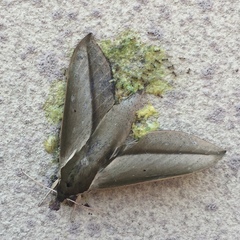 Theretra queenslandi