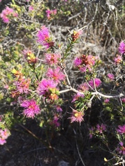 Melaleuca seriata