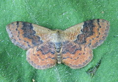Leptostales rubromarginaria