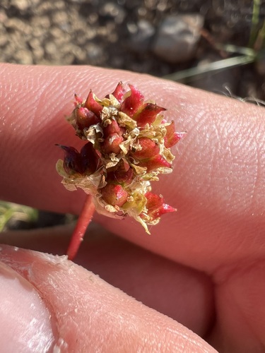 Sierra Saxifrage (Micranthes aprica)