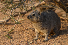 Procavia capensis welwitschii