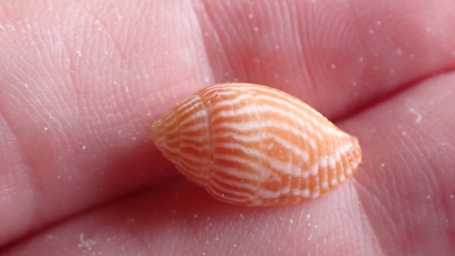 Strigatella retusa observed 2025-09-17