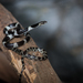 Blanford's Bridal Snake - Photo (c) Thomas Calame, some rights reserved (CC BY-NC), uploaded by Thomas Calame