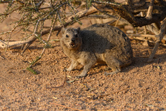 Procavia capensis welwitschii
