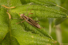 Navomorpha sulcata