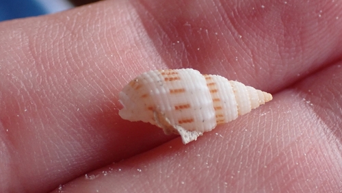 Vexillum exasperatum observed 2025-09-17