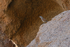 Emberiza capensis bradfieldi