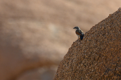 Emberiza capensis bradfieldi