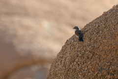 Emberiza capensis bradfieldi