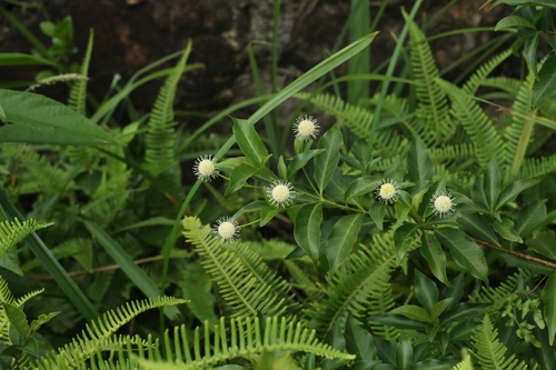 Chinese Buttonbush (Adina pilulifera)