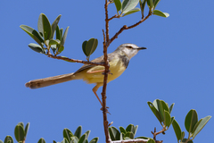 Prinia flavicans