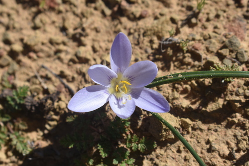 Capecrocus (Afrocrocus unifolius)
