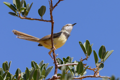 Prinia flavicans
