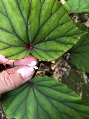 Begonia beryllae
