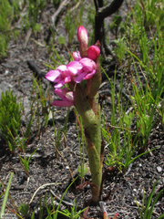 Disa vaginata
