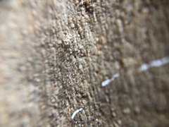 Insecta