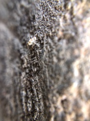 Insecta