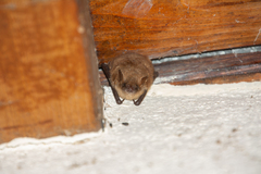 Geoffroy's Bat photo 3