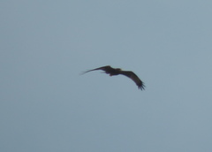 Milvus migrans