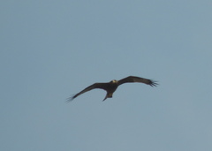 Milvus migrans