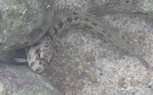 Blenniella interrupta observed 2025-09-18