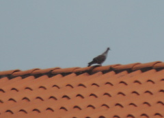 Columba guinea