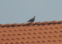 Columba guinea
