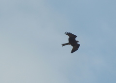 Milvus migrans