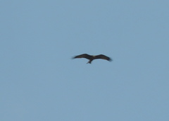 Milvus migrans