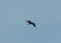 Milvus migrans