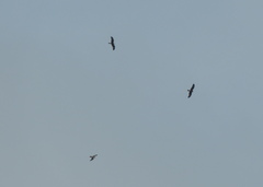 Milvus migrans