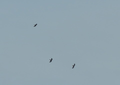 Milvus migrans