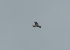 Milvus migrans