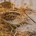 Common Snipe - Photo (c) Carles Pastor, some rights reserved (CC BY-SA), uploaded by Carles Pastor