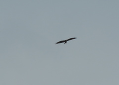 Milvus migrans