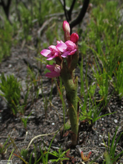 Disa vaginata
