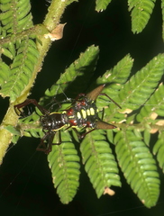 Micrathena coca