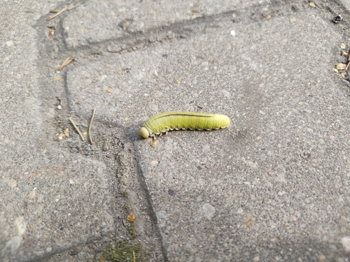 Birch Sawfly