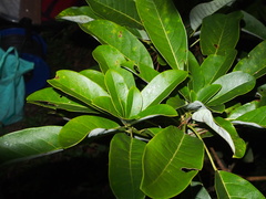 Daphniphyllum calycinum