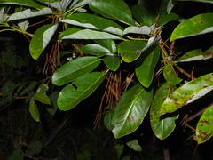 Daphniphyllum calycinum