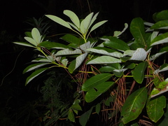 Daphniphyllum calycinum