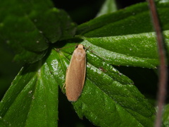 Danielithosia immaculata